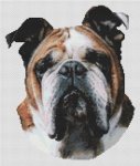 Butch - Bulldog (image for) Butch - Bulldog